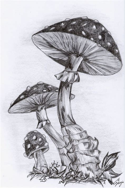 Mushrooms Mushroom Art Mushroom Drawing Cool Art Drawings