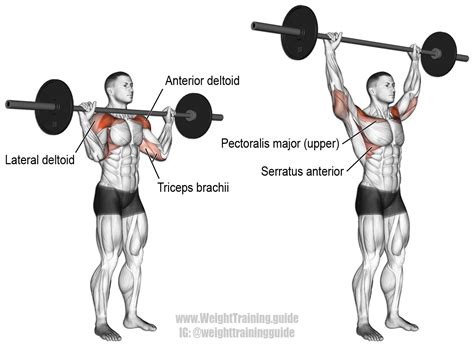 Barbell Shoulder Press Exercise Guide And Video Weight Training Guide