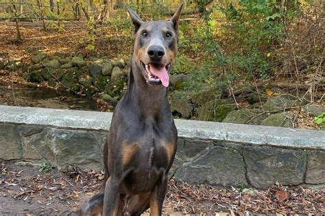 The Blue Doberman How To Care For The Tax Collectors Dog K9 Web