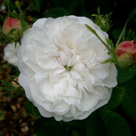mme hardy rose £12 95 damasks shrub roses damask rose growing roses