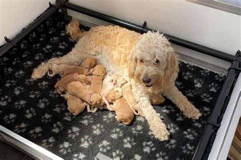 How Long Are Goldendoodles Pregnant The Gestation Period Explained