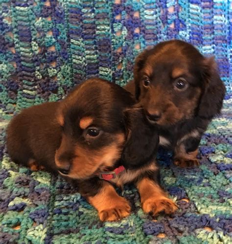 Miniature dachshund, minnesota » saint paul. Miniature Dachshund Puppies For Sale | Ottertail, MN #243495