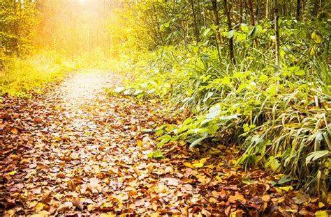 Path In Sunny Forest Autumn Stock Image Image Of Orange Environment
