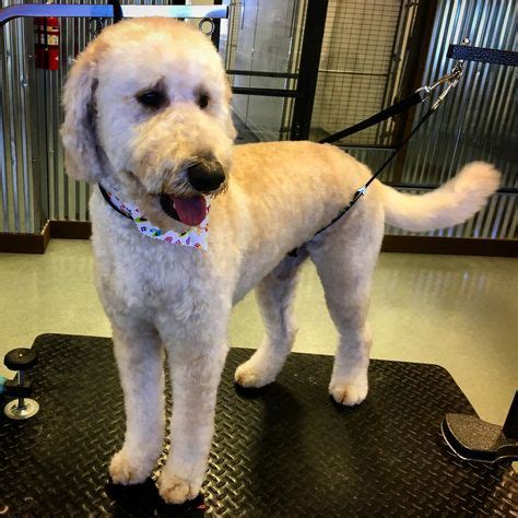 However, this goldendoodle coat type does not produce the teddy bear look that goldendoodles are renowned for displaying. Goldendoodle Grooming - 5 Best Tips On How To Groom A ...