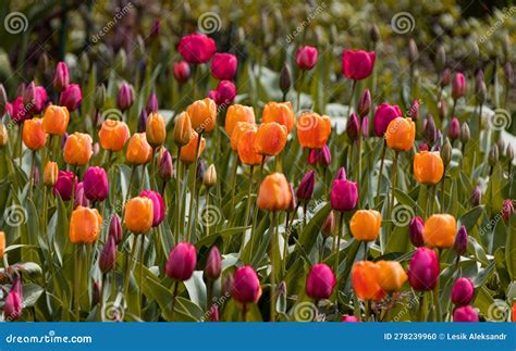 Colorful Spring Flower Bed With Colorful Tulips Flowerbed With Red And