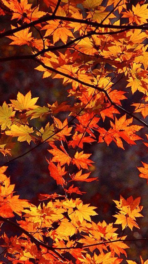 New Nature Backgrounds Iphone Trees Autumn Leaves 41 Ideas Fall