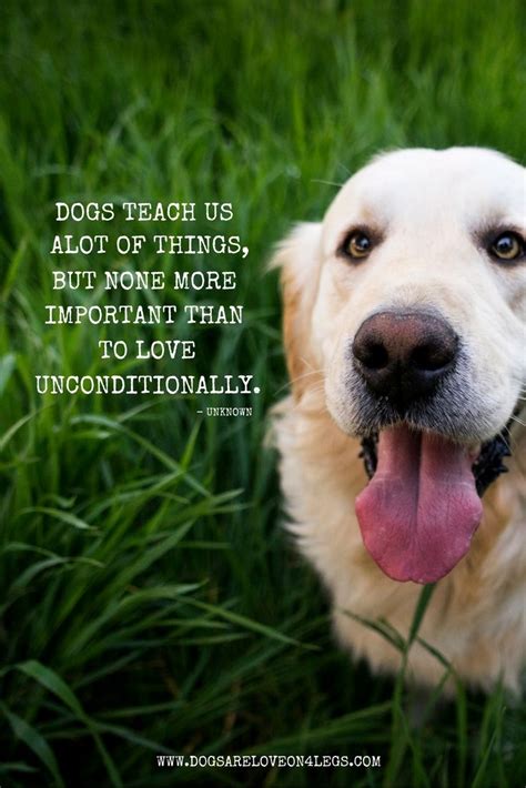 Best Dog Quotes Love