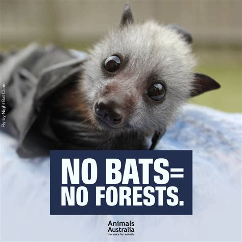 We Either Protect Flying Foxes — Or We Animals Australia Bat