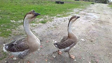 Brown Chinese Goose Youtube