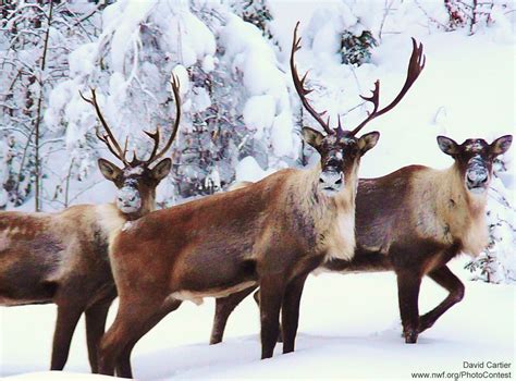 10 Festive Facts About Reindeer The National Wildlife Federation Blog