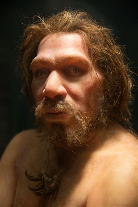 Neanderthal Free Stock Photo Public Domain Pictures
