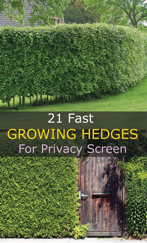 13 Fast Growing Hedges For Privacy Screens Fast Growing Hedge