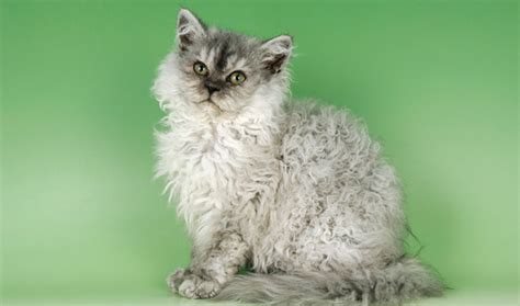 Selkirk Rex Cat Breed Information Vetstreet Vetstreet