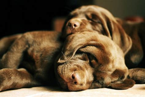 So, why would your puppy be breathing fast while sleeping? Top 10 Cutest Sleeping Puppies