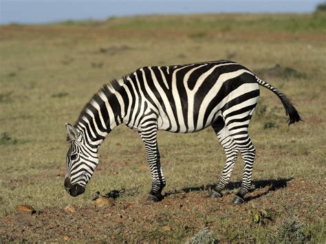 A New Explanation For Zebra Stripes Science Aaas