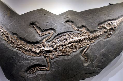 Imagen Gratis Steneosaurus Fósil Roca Edad De Piedra