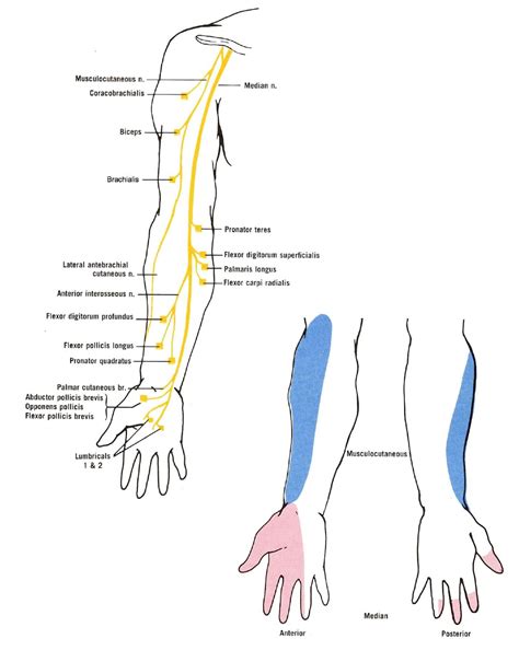 Diagram Of The Muscular And Cutaneous Branches Of The Musculocutaneous