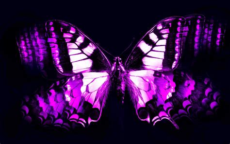 Black And Purple Butterflies Wallpapers On Wallpaperdog