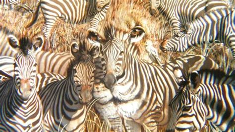 you have 20 20 vision if you spot the lion hiding amongst the herd of zebras in just 15 seconds