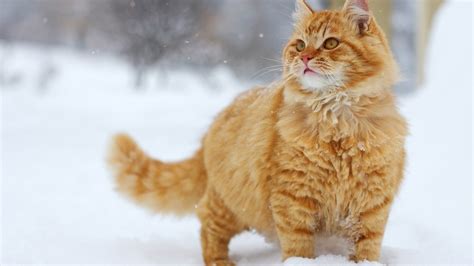 44 Cats In Snow Wallpaper On Wallpapersafari