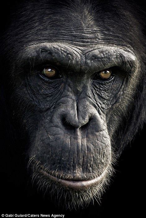 Incredible Images Show The Expressive Faces Of Chimpanzees Daily Mail