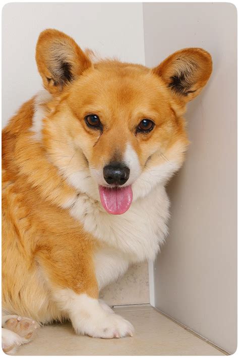 1 year genetic health guarantee, shots up to date with. Corgi Dogs For Sale Mn - petfinder