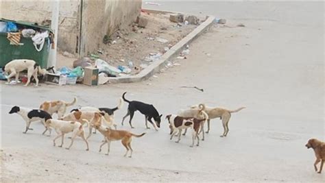 انتشار الكلاب الضالة يثير فزع سكان شارع عبد العزيز فهمي بمصر الجديدة