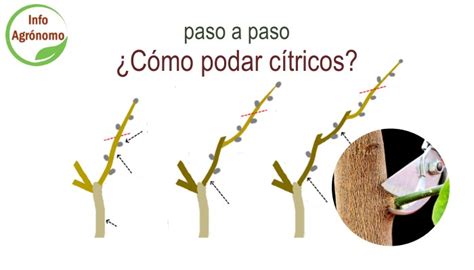 Cómo Podar Cítricos Paso A Paso Infoagronomo