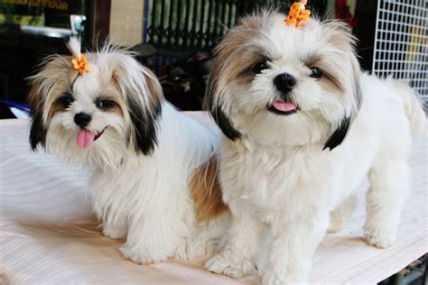 Shih Tzu Puppies Picture High Resolution Cute Puppy