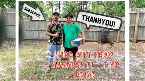 It ends in pensacola, florida. LOFT VISIT & BIRD GIFT FROM NAVARRE FL - Pensacola Florida ...
