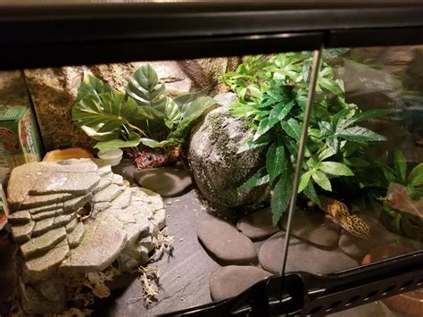 My Final Set Up For My Leopard Geckos Home I Think I M Pretty Happy