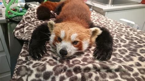 Red Pandaaaah Brave Ember And Her Dental Surgery Red Pandazine