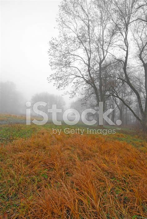 November Scenery In The Forest Stock Photo Royalty Free Freeimages