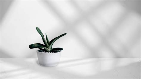 Aggregate Minimalist Plant Wallpaper Super Hot In Cdgdbentre