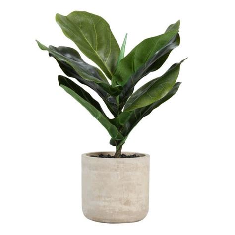 Red markings on fiddle leaf fig leaves mean that the plant is drinking up too much water at a fast pace. Faux Fiddle Leaf Fig Plant in Cement Pot | Best World ...