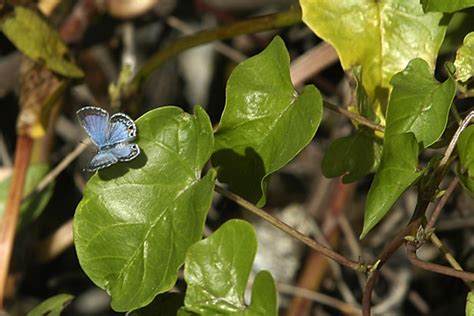 Miami Blue Butterfly Facts Pic 6 Biological Science Picture Directory