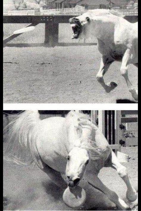 Just A Horse Catching A Frisbee Imgur Funny Animals Funny Horses