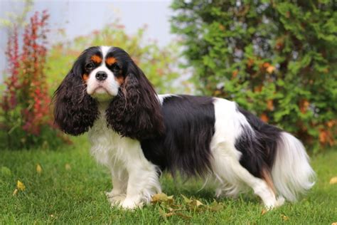 National Cavalier King Charles Spaniel Day 2023 When It Is And Fun Facts