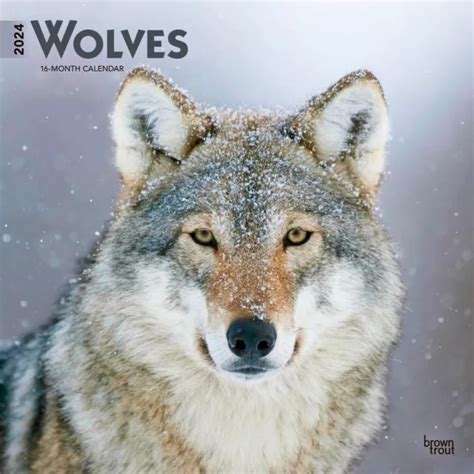 Wolves 2024 12x24 Monthly Square Wall Calendar 1699 Picclick