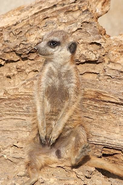 Best Meerkat Burrow Stock Photos Pictures And Royalty Free Images Istock