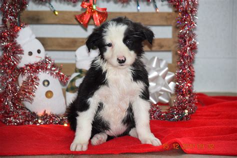 Border Collie Norwegian Elkhound Mix Puppy For Sale Female Lilly App