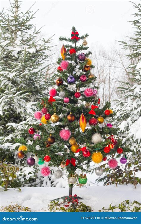 Outdoor Snow Covered Christmas Tree Stock Photo Image Of Brightly