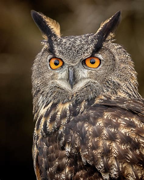 Eurasian Eagle Owl Photograph By Pat Eisenberger Fine Art America