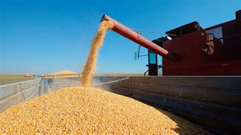 récord de exportaciones de maíz llegaron a 33 millones de toneladas