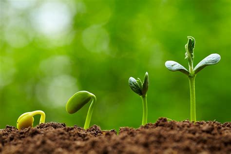 I also don't get any orange circle's while moving over the field as you mentioned. Preparing Seedlings for Planting - MicroDrips Blog