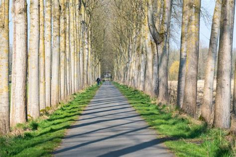 Meise Flemish Brabant Region Belgium Tree Lane And Walking Path