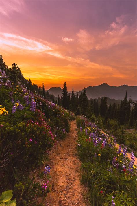 Pacific Crest Trail Leading To A Gorgeous Burn In Mount Rainier