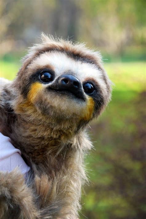 Can You Have A Sloth As A Pet Pets Animals Us
