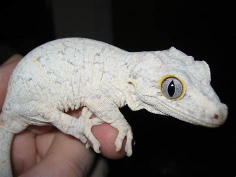 Gargoyle Gecko Facts Habitat Diet Life Cycle Baby Pictures Nate