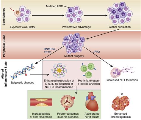 Clonal Hematopoiesis Of Indeterminate Potential Chip Linking Somatic